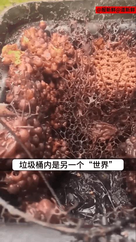 这个垃圾桶能消化一切......