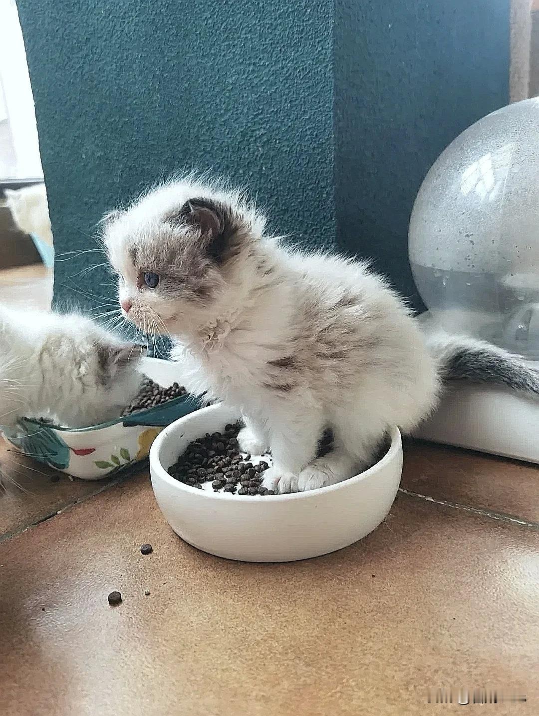 我们一个月了猫砂猫粮傻傻分不清有点天真有点傻！