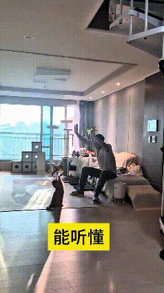 你瞅瞅这猫咪，主人跟它唠嗑，它乖乖立那儿听着。主人说“来，把前爪抬起来，像我这样