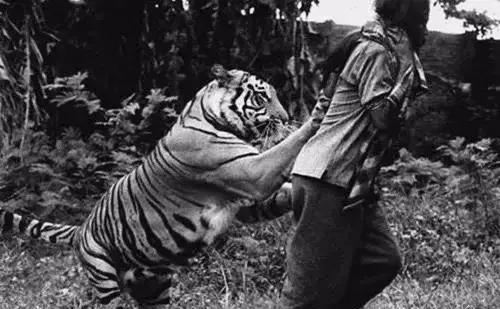 当侵缅日军进入缅甸，随着他们日渐深入这块山峦叠嶂的丛林地带，他们遭遇了一种前所未