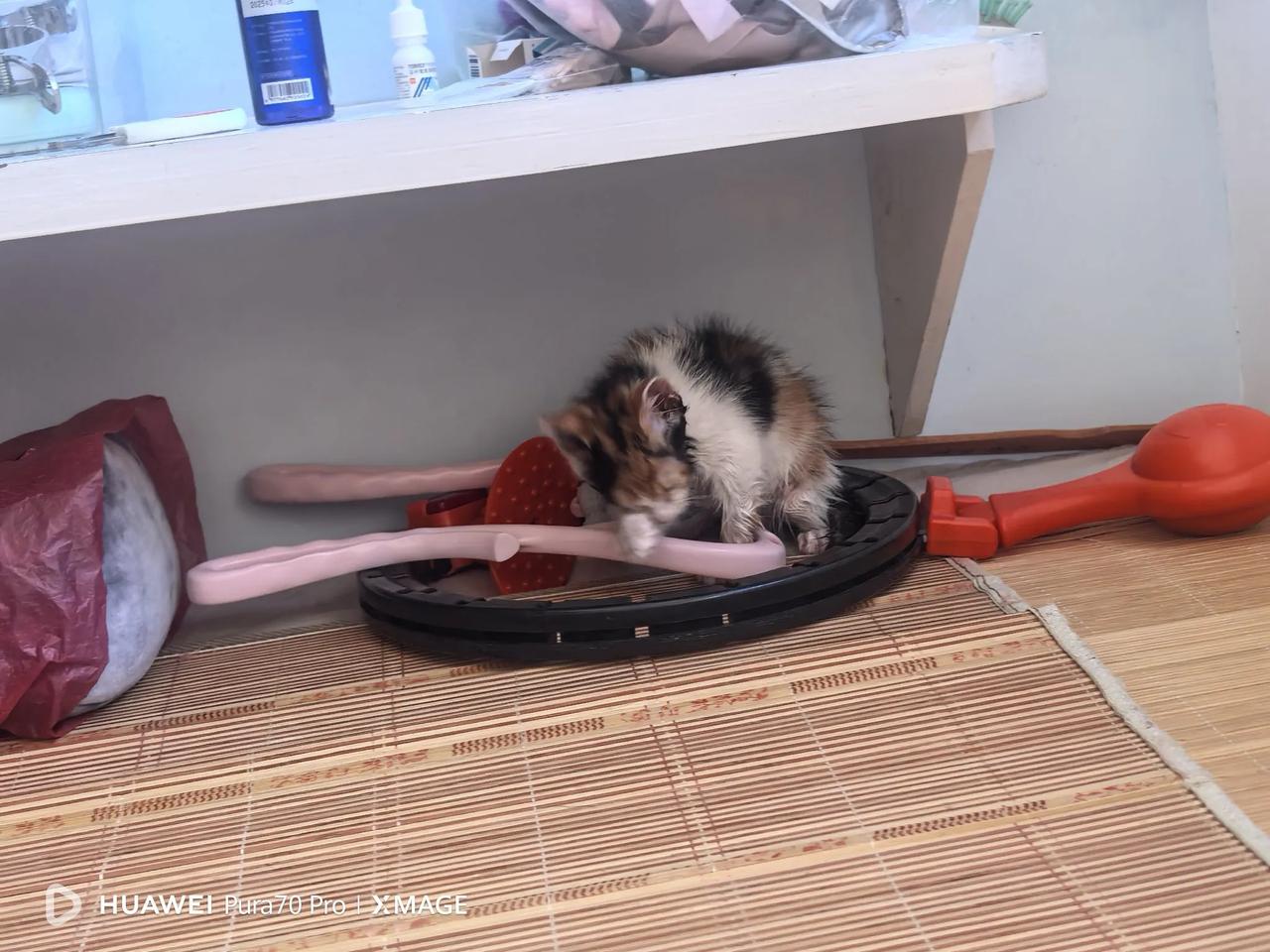 前两天感觉到小猫身上长跳蚤了，今天想着给她洗了个澡。小诗诗有点反抗，但是想