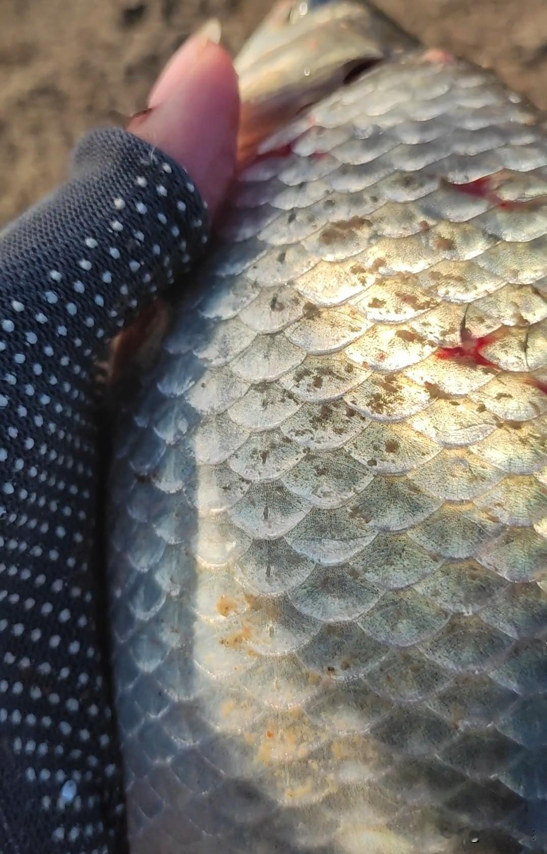 冬天钓鱼实在不建议用双竿钓鱼，竿子越多越容易空军。很多钓友钓鱼都喜欢用双竿钓