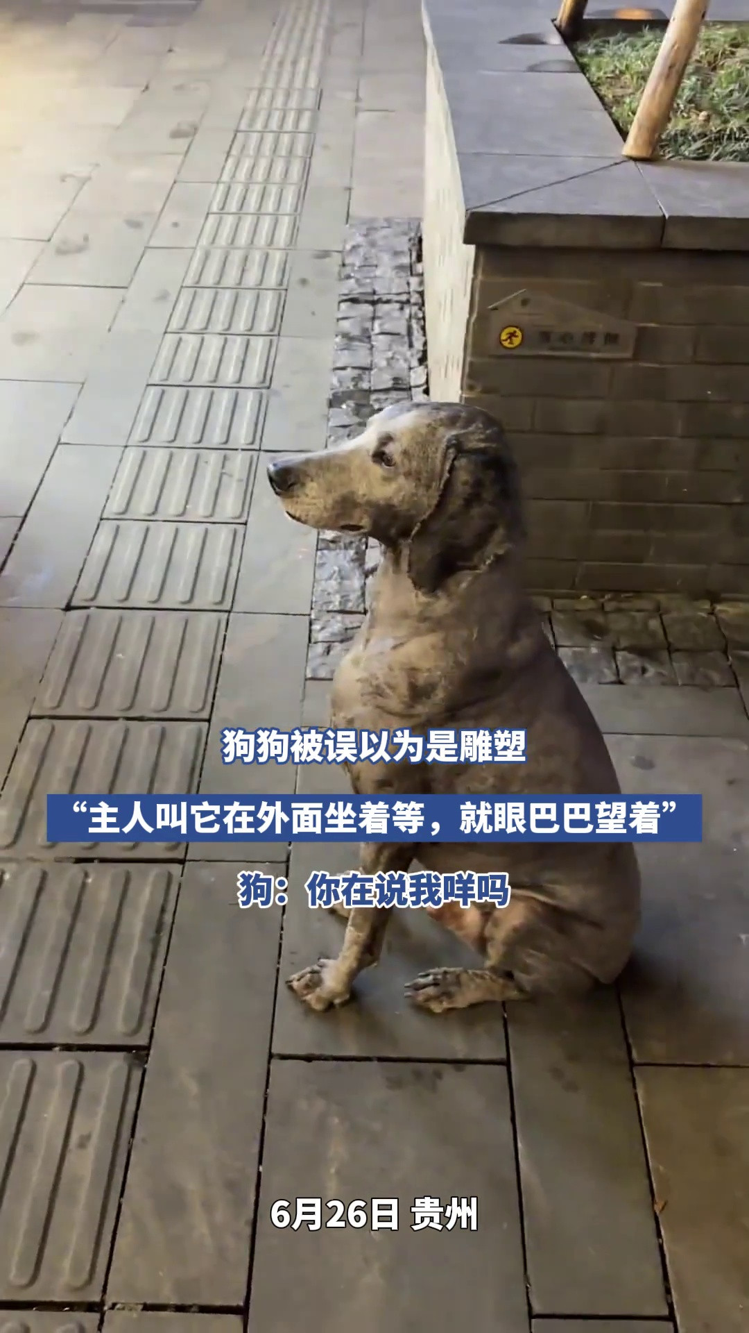 狗狗被误以为是雕塑，“主人叫它在外面坐着等，就眼巴巴望着”