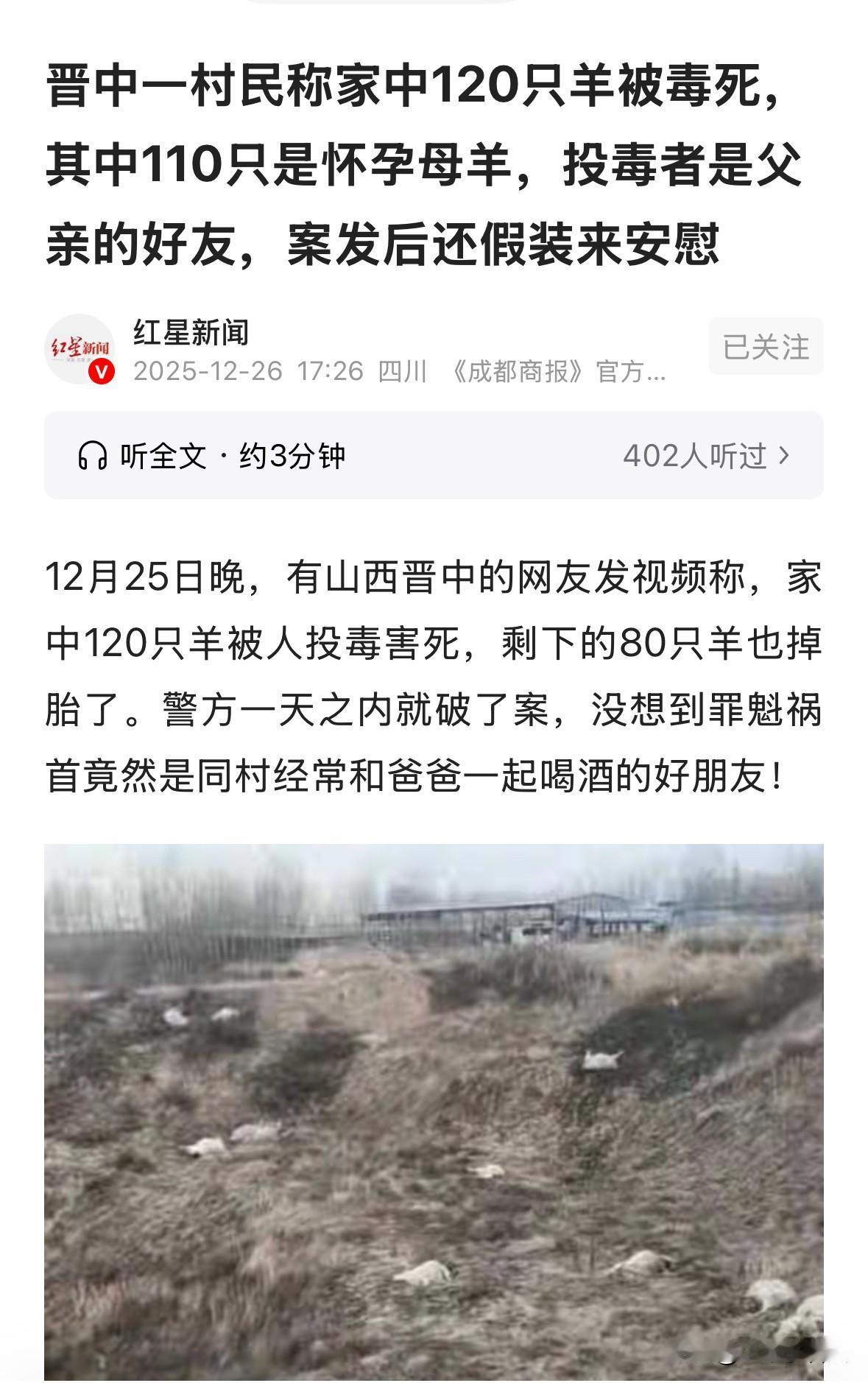 山西晋中，男子借钱饲养200只羊，190只母羊，10只公羊。190只母羊全部怀孕