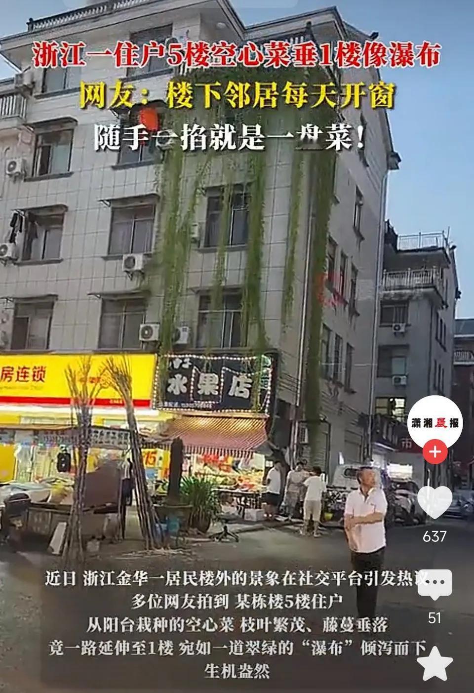 浙江一住户5楼空心菜垂1楼像瀑布，楼下邻居每天开窗，随手一掐就是一盘菜!网友表
