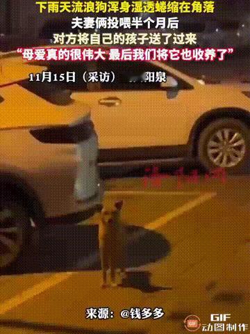 山西阳泉一名男子和妻子在下雨天偶遇一只流浪狗蜷缩在角落，它浑身湿透，也没什么精神