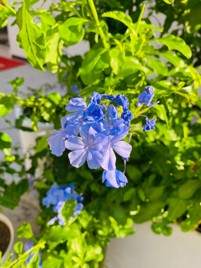 生活手记记录真实生活摄影摄影摄影那抹蓝，是夏风写给人间的诗总觉得夏天的颜色，是