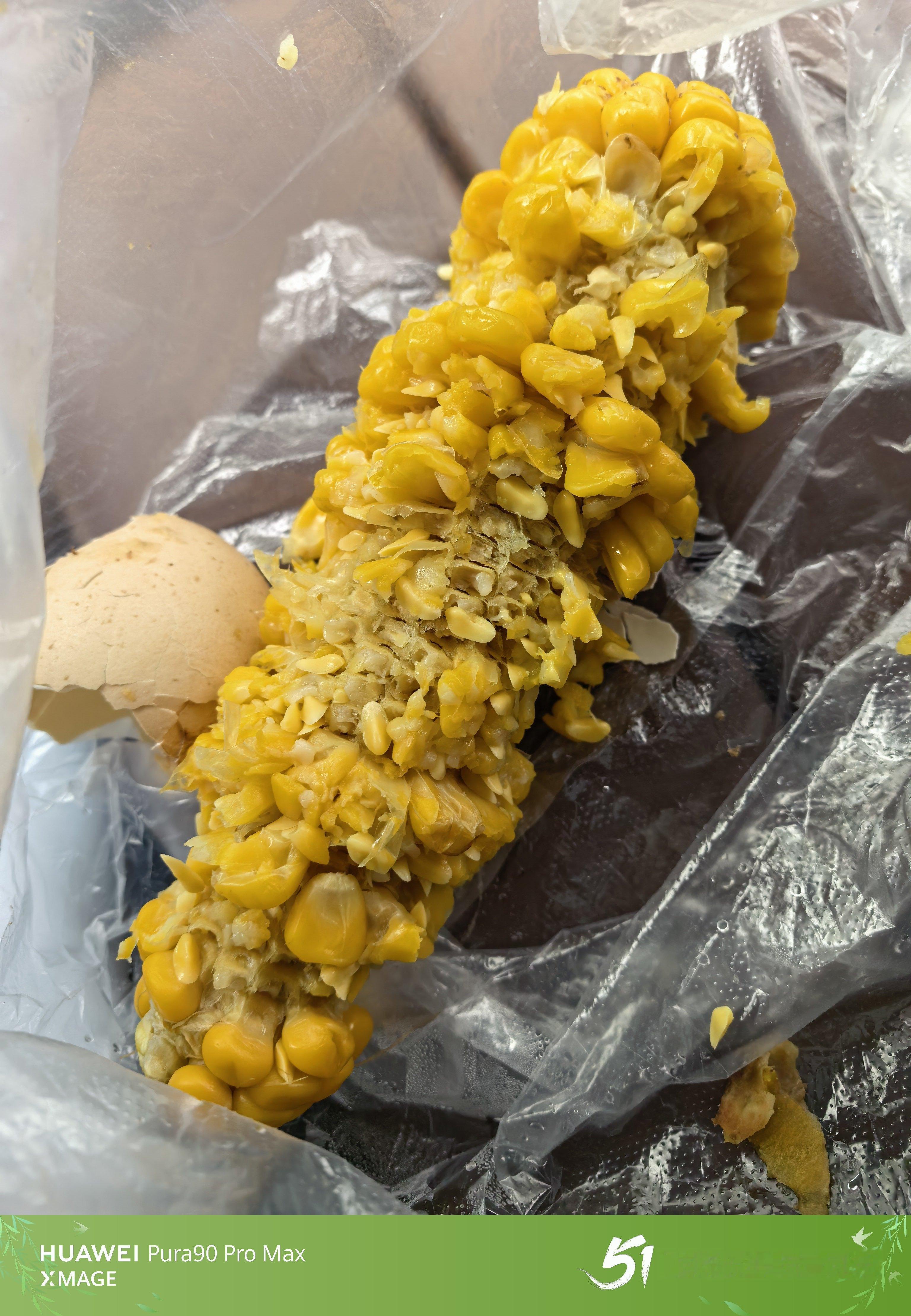 早餐吃了根玉米，我这啃玉米的吃法是不是有点浪费呀ps：注意看全新五一水印