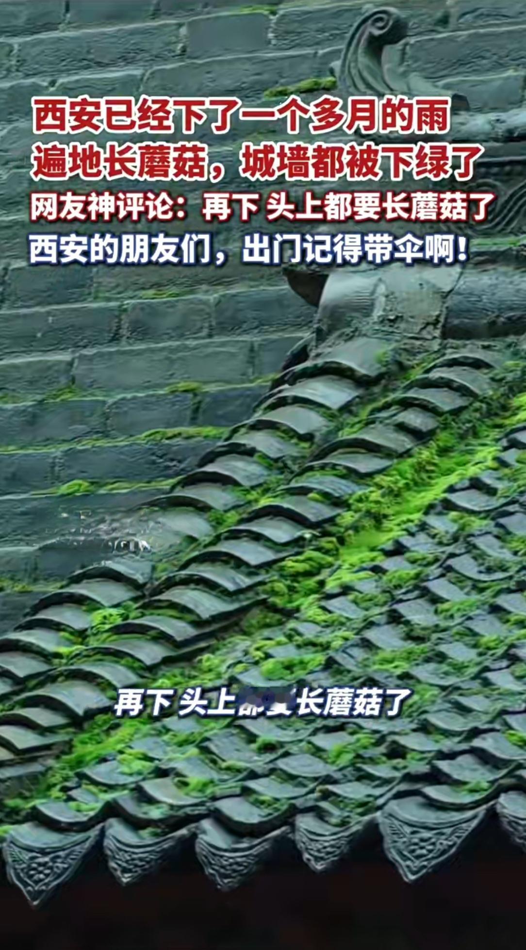 西安雨后现奇景：街头冒蘑菇，城墙披“绿装”10月13日，下了一个多月雨的西
