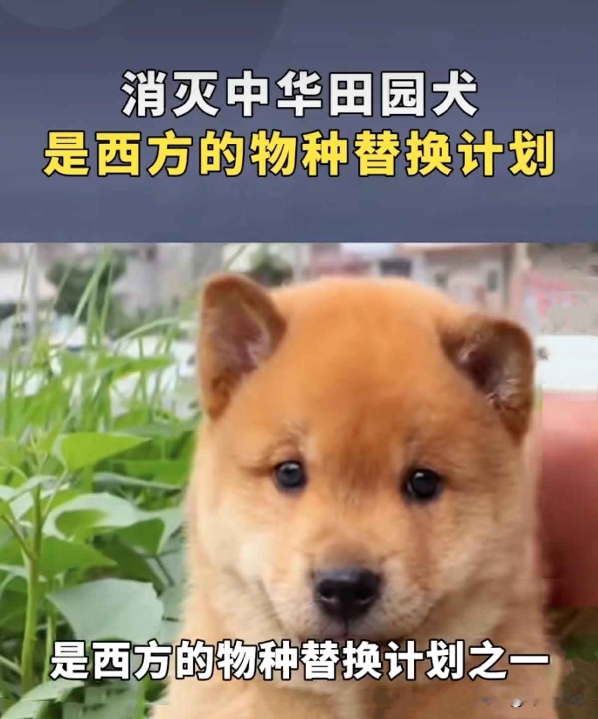 翻翻你身边养狗的朋友，十个里有几个养的是“土狗”？《2025中国宠物行业白皮