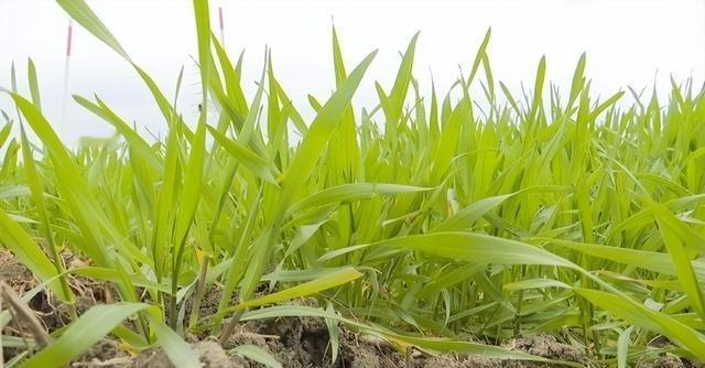 中国有个特别有意思的工程——本来是想在沙漠里种粮食，解决点产量问题，结果粮食