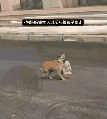 小狗被主人训斥后带着孩子离家出走投奔主人出嫁的女儿。主人一看它真的走了就上前劝它