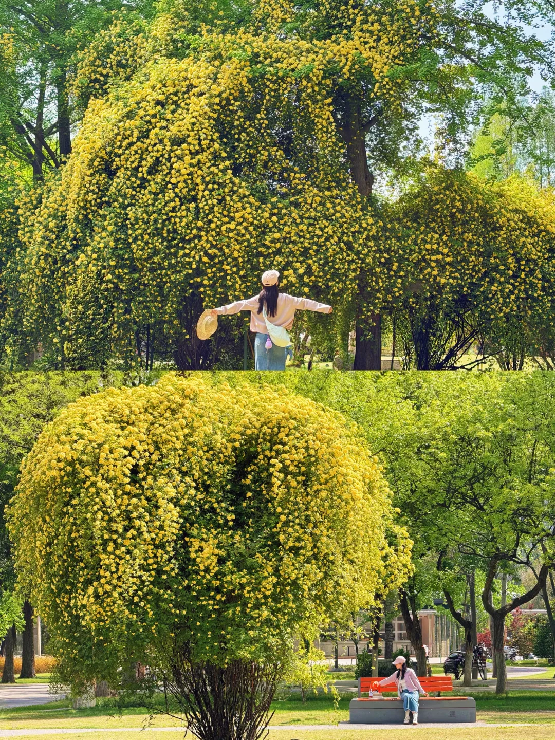 别挤兴庆宫！西安这里更宝藏‼️花已开成瀑布~