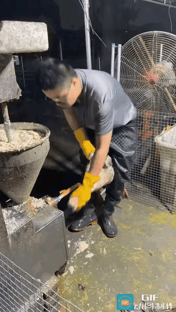 真的是太缺德了！长管子直接伸进鹅嘴！养殖场特殊喂养画面曝光，很多人看完心里堵得慌