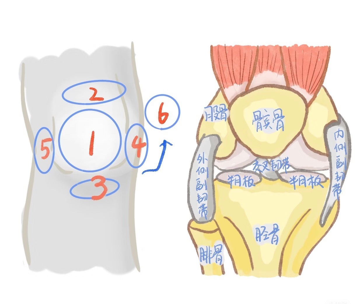 膝关节损伤今天继续聊膝盖疼痛——常见部位及可能原因👇🏻👇🏻01【膝盖前