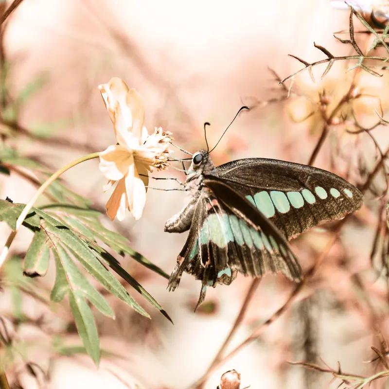 蝴蝶绕枝，那画面美得令人惊叹。想象一番，五彩斑斓的蝴蝶于花枝间轻盈曼舞，宛如花的