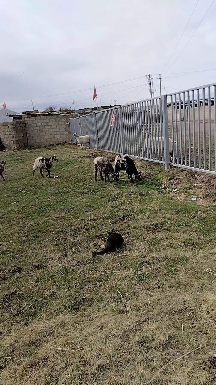 流浪猫狗成群,这是好事还是坏事?实在不好，压力太大啦。它们天天跑到我家来。我根