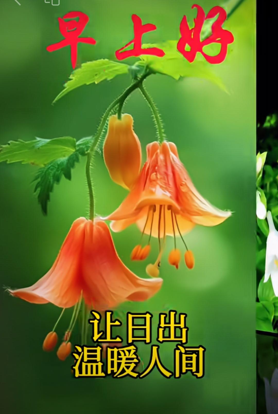 秋晨涼五谷黄，送問候暖心房，中午熱早晚霜，夜入睡别著涼，身體好保健康，