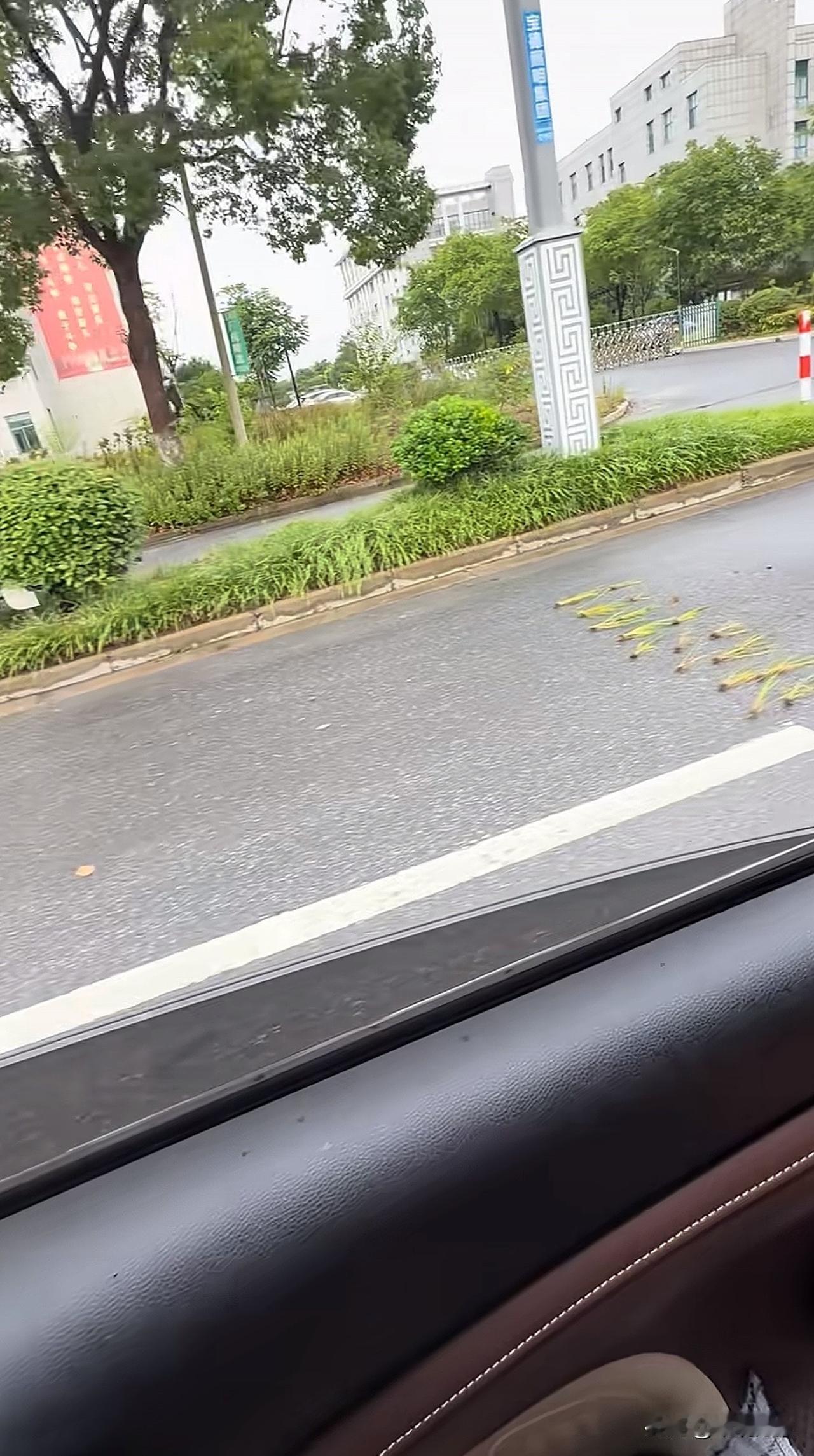 哥呀，你这啥情况，这是[捂脸哭]还没到地里呢，就开始了[笑着哭]插秧