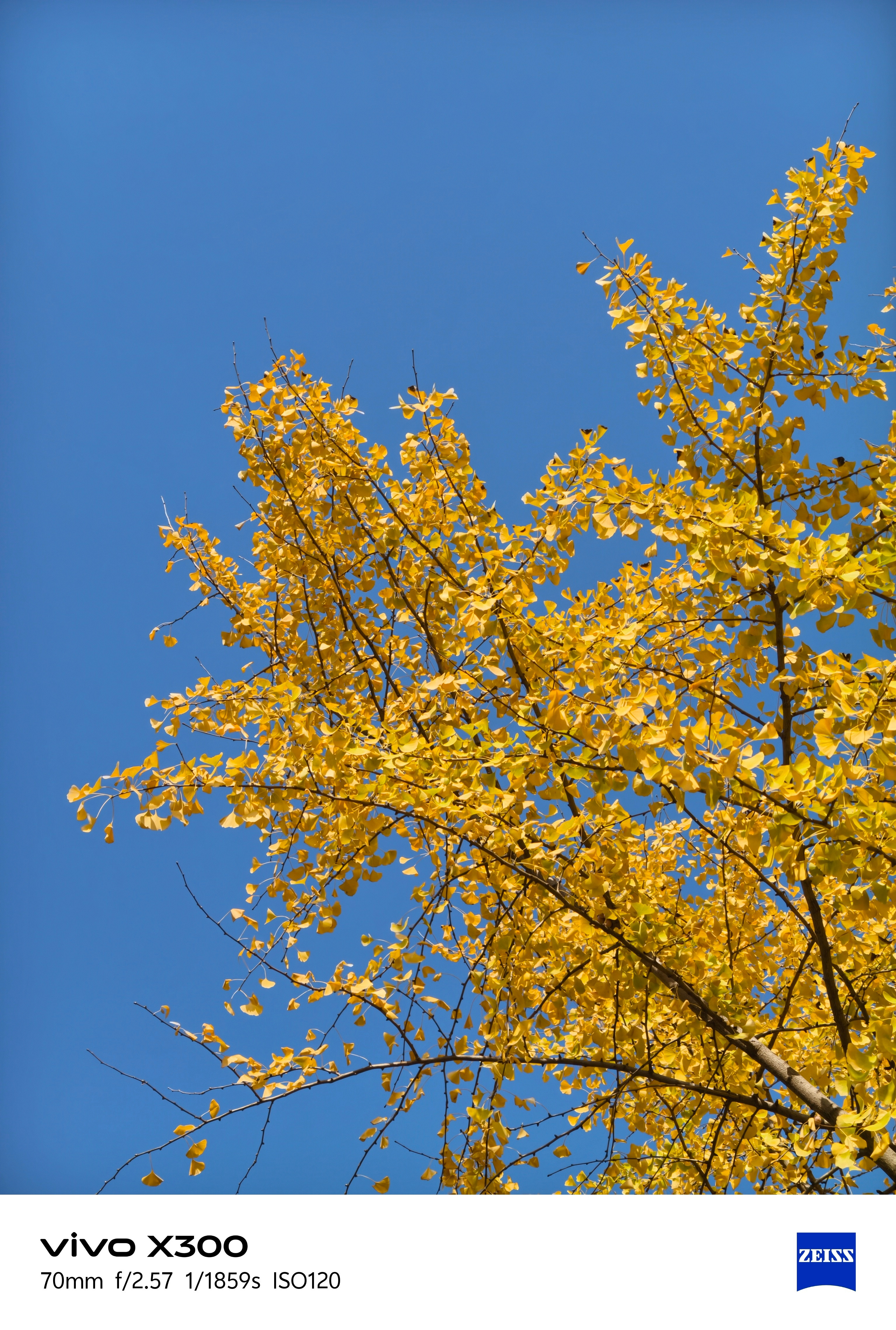 西安这几天的天气蛮不错，蓝天背景下的秋叶更好看了，vivoX300这个画质足够
