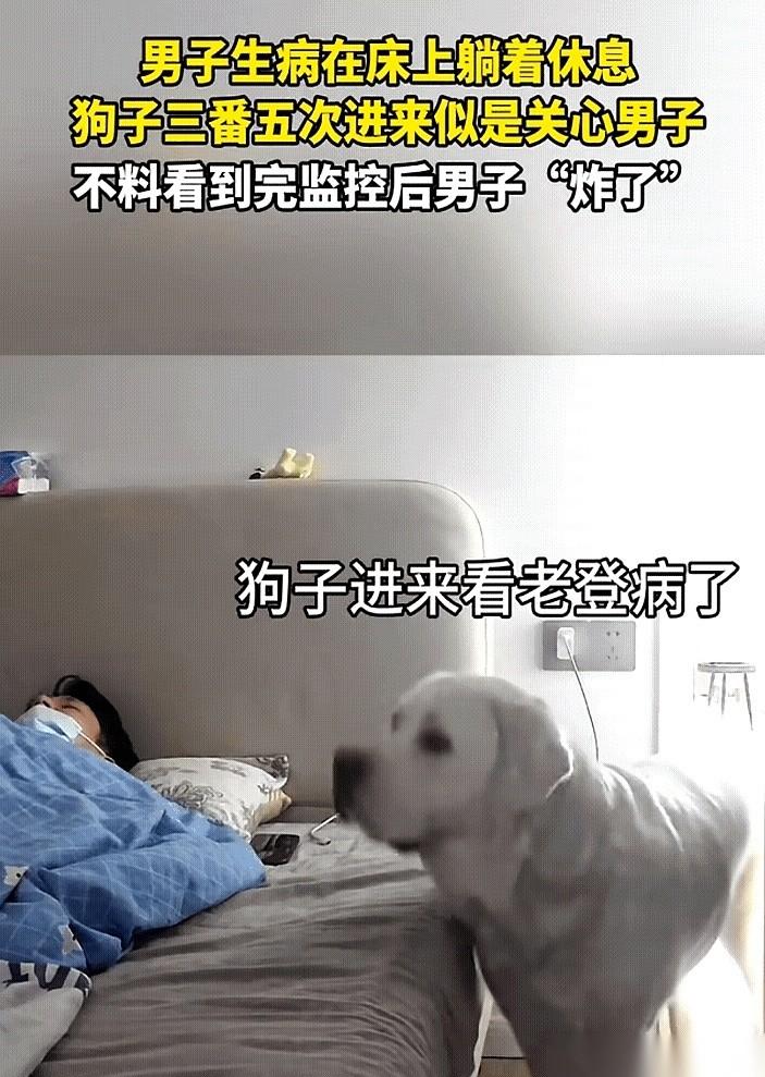 千万别轻易自我感动，尤其是在你家狗面前。我，就是那个活生生的、刚被上了一课的“