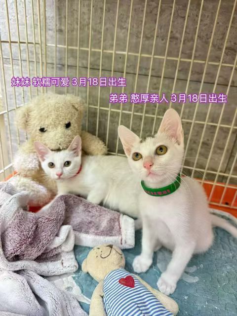 一下子手里小宝宝有十几个。。。猫咪领养猫咪领养深圳