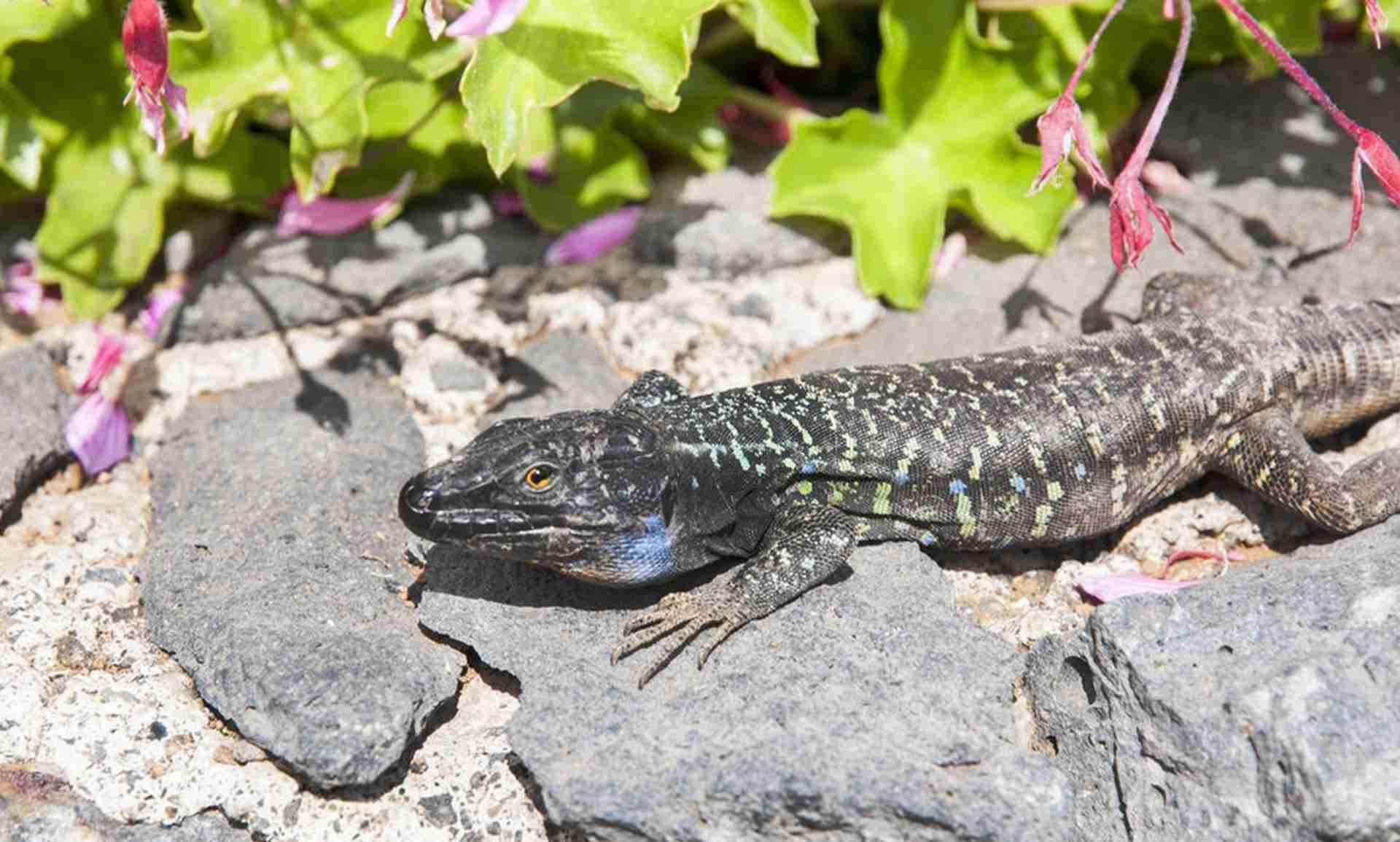 蜥蜴代谢率研究, 高原散养场实测, 喂食间隔对照表, 计算要科学