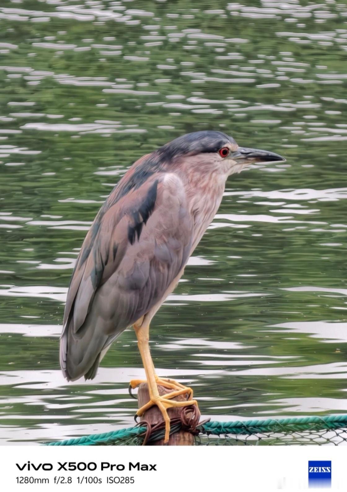 路过的鸟都要被我打一枪以前拍飞鸟，基本是摄影发烧友的专属玩法。需要扛笨重长焦镜头