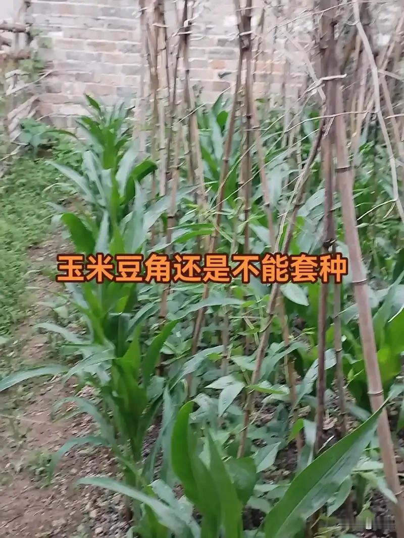 玉米能为豆角当爬架吗不少新手菜友问，能不能用玉米秆当豆角爬架，我不建议这么