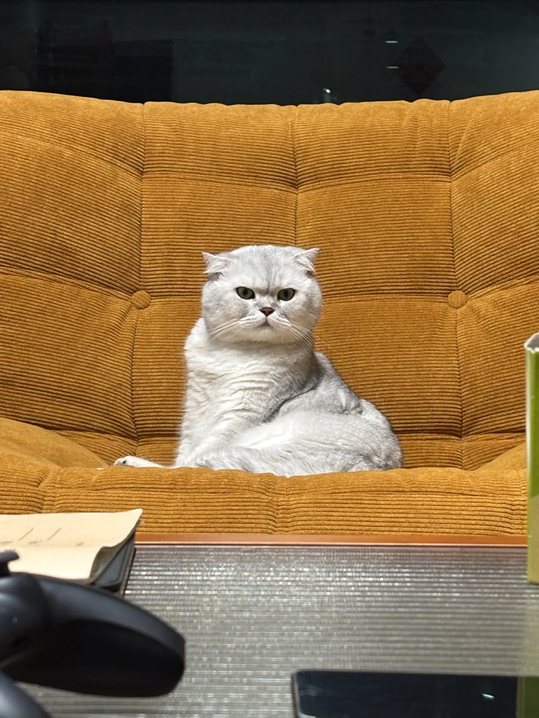 软糯的猫和乱尿的狗