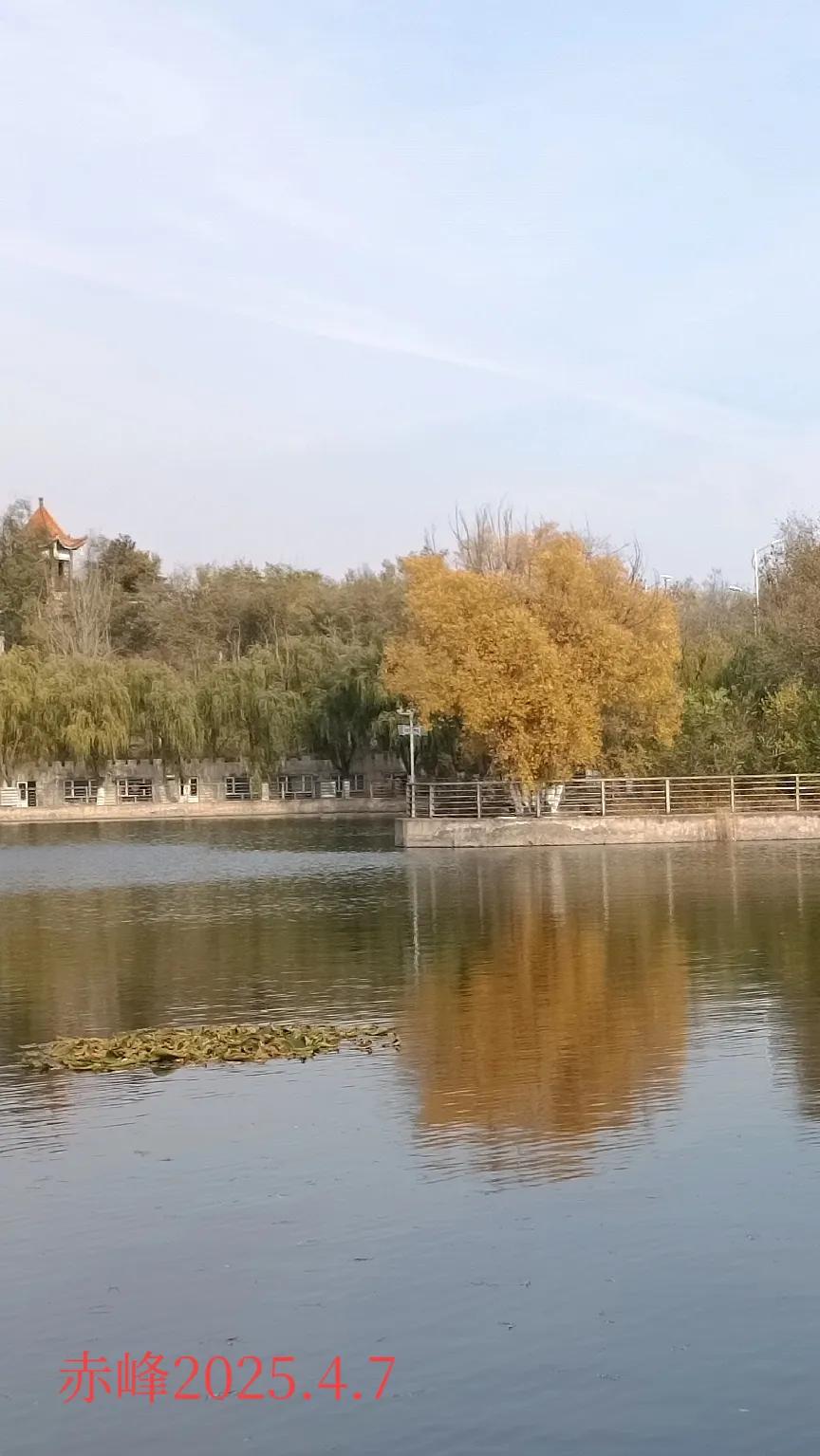 分享一张自然风景的照片，随手一拍，园中美景。