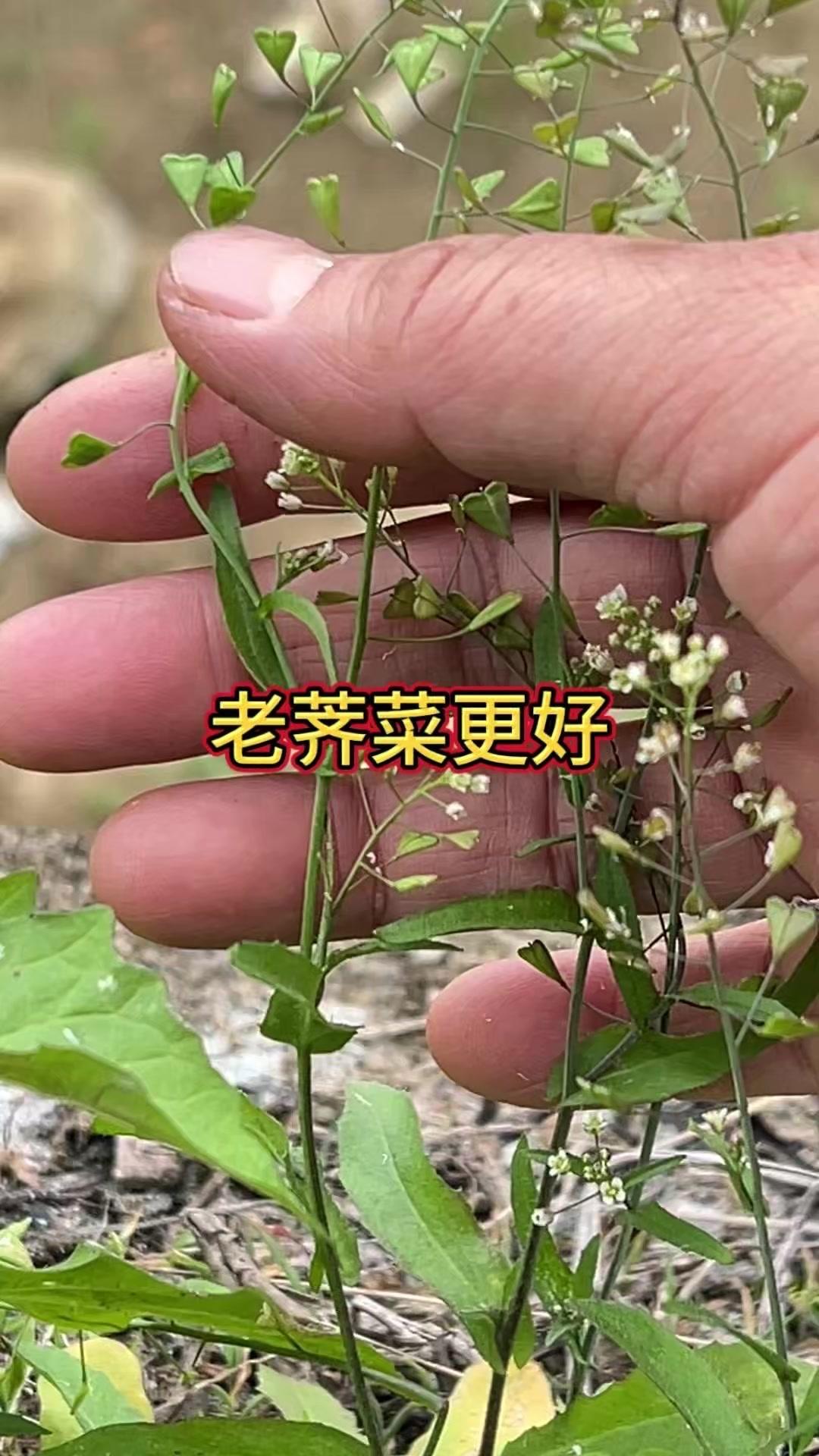 🌱农村常见的荠菜，三月吃特别滋补。民间都说三月荠菜赛灵丹，老荠菜其实更划算，煮