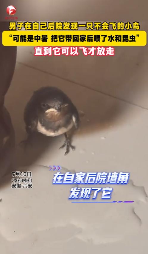 “积大德了！”2025年7月，安徽六安，一男子在自己后院发现一只不会飞的鸟，嘴巴