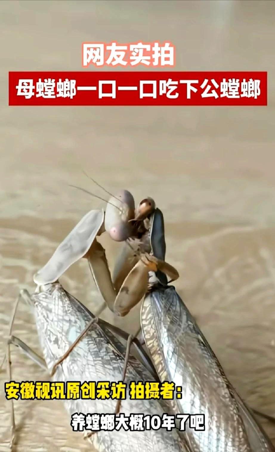 “公螳螂真不想死。”美国史密森学会最新红外录像：13%的交配以断头收尾，30%发