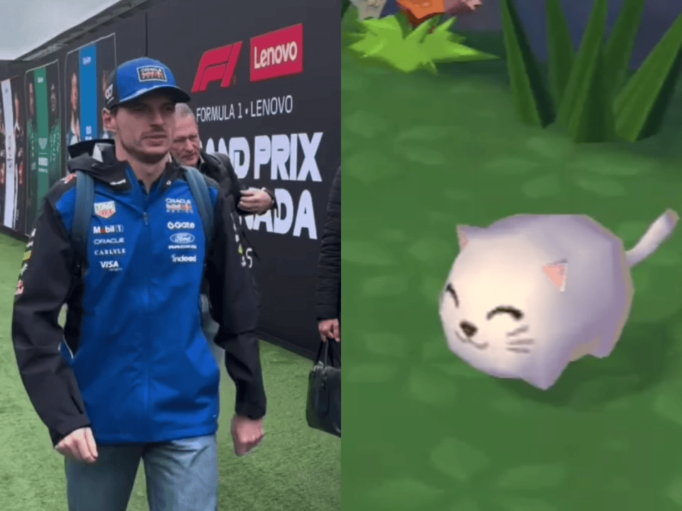 【🦁】完全是猫