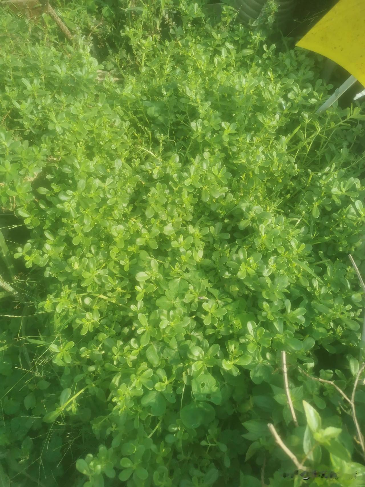 种在花盆里的植物，之前是杂草覆盖了，不愿清理也没浇水，草旱死了，雨后剩下这植物长