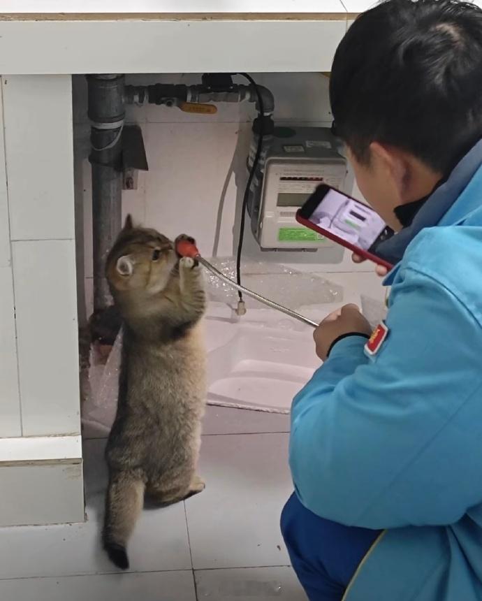 小猫有的是社交手腕🤣👌