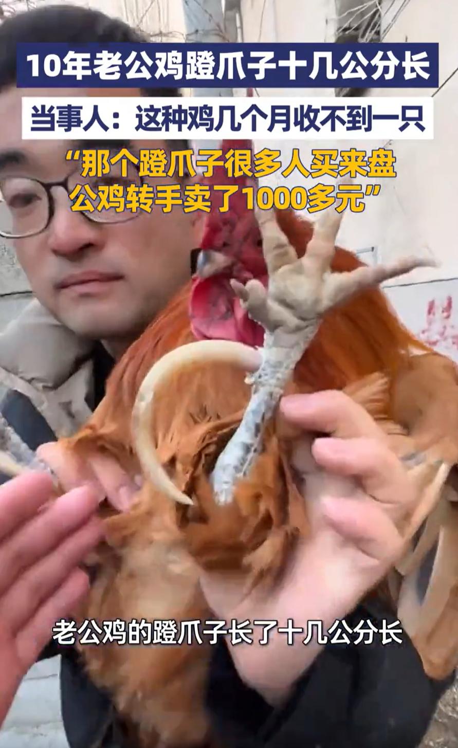 卖亏了！山东泰安，一男子回村里过年，突然发现一老人家里有一只特别的大公鸡，养了十