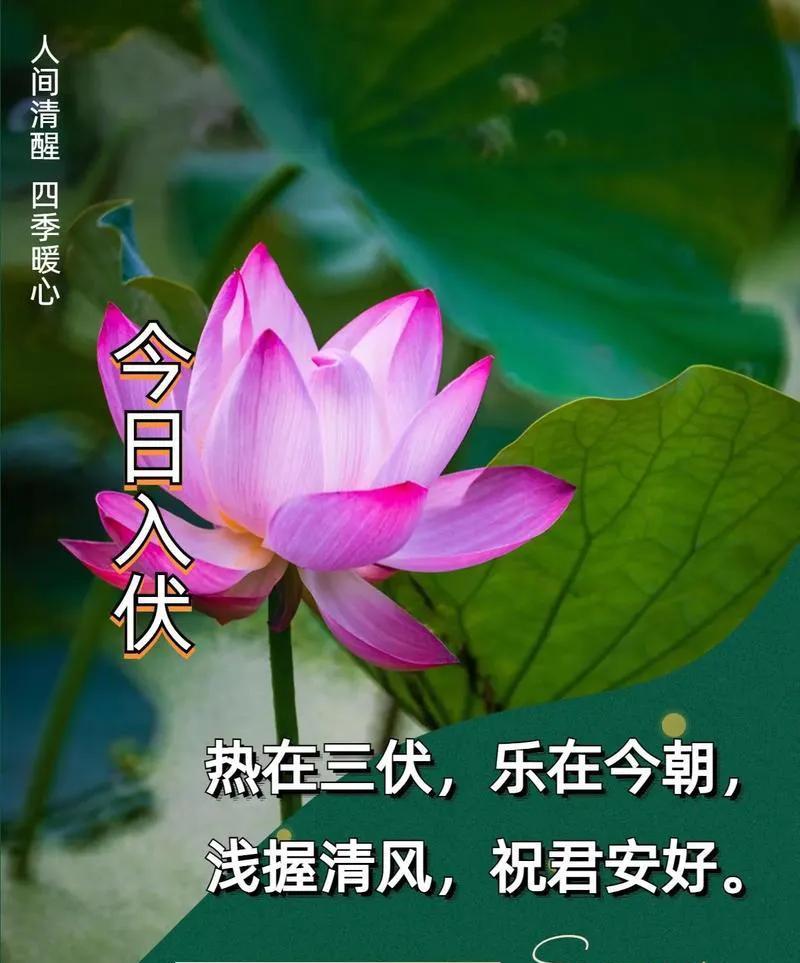 大家发觉了吗？明日就要入伏了，可天气较前几日凉快许多。前几日最高温接近40