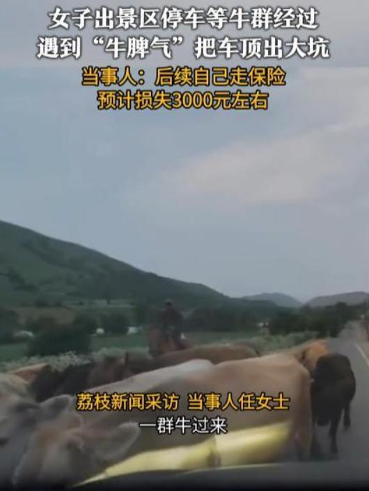 “防不胜防！”伊犁一位女士驾车游览景区，途经景区出口时，恰巧遭遇一群牛过