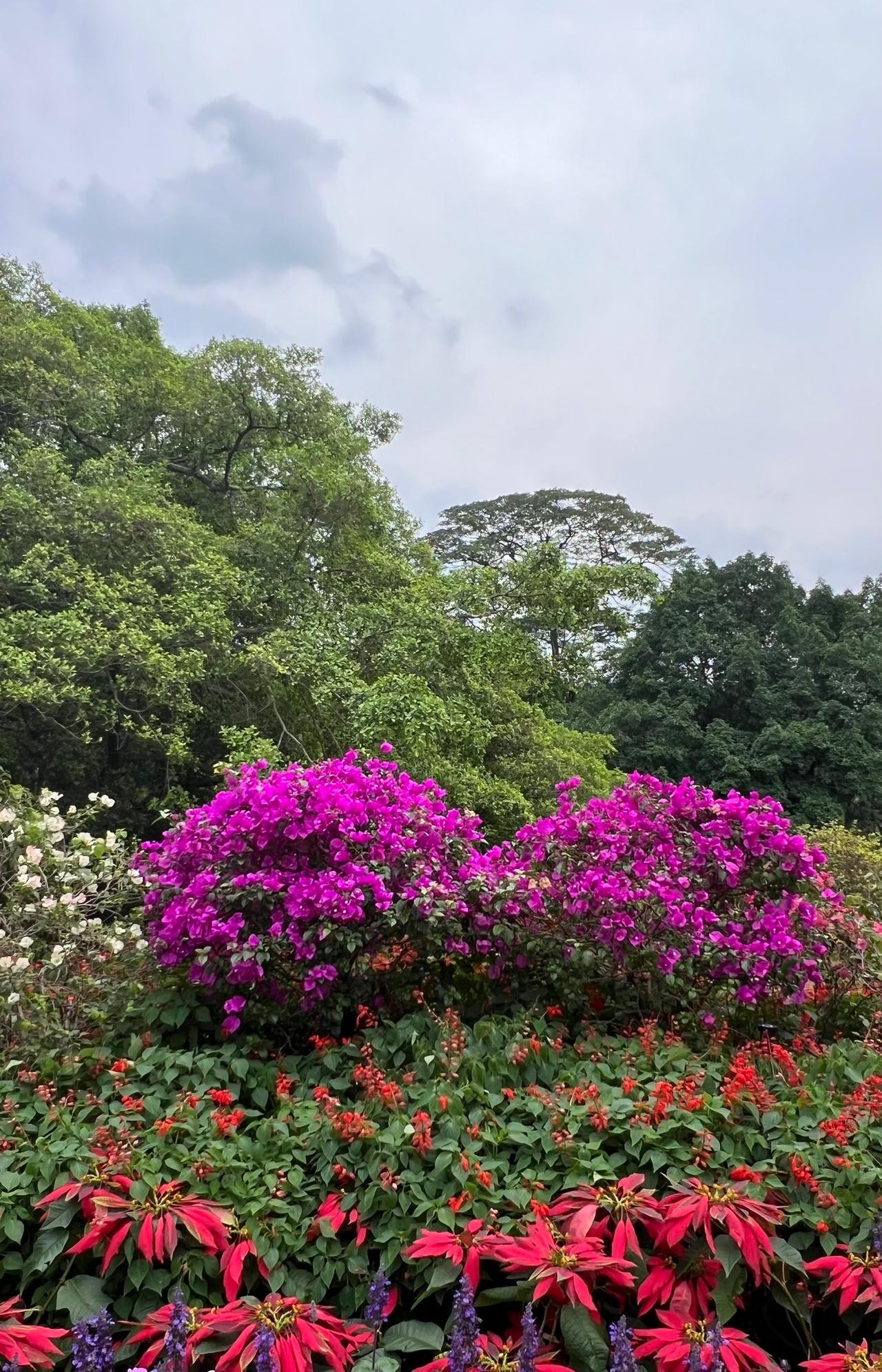 华南植物园游记3月下旬，我来到了花城广州旅居度假，闲暇之余，我走进华南国家植物
