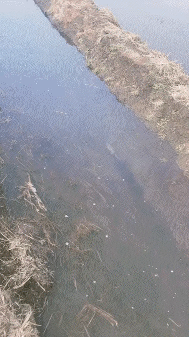 老鼠真的是无所不能的存在，它们的水性，竟然也能这么好？