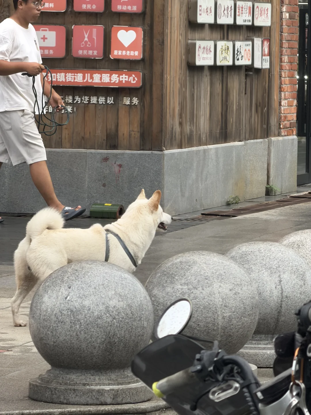 小狗回家 在普陀高陵菜市场
