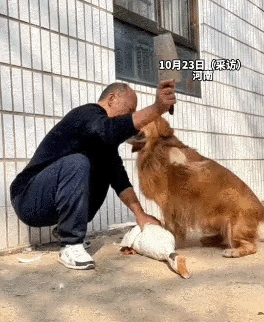 狗狗阻止主人杀家里大鹅！，！好义气啊！
