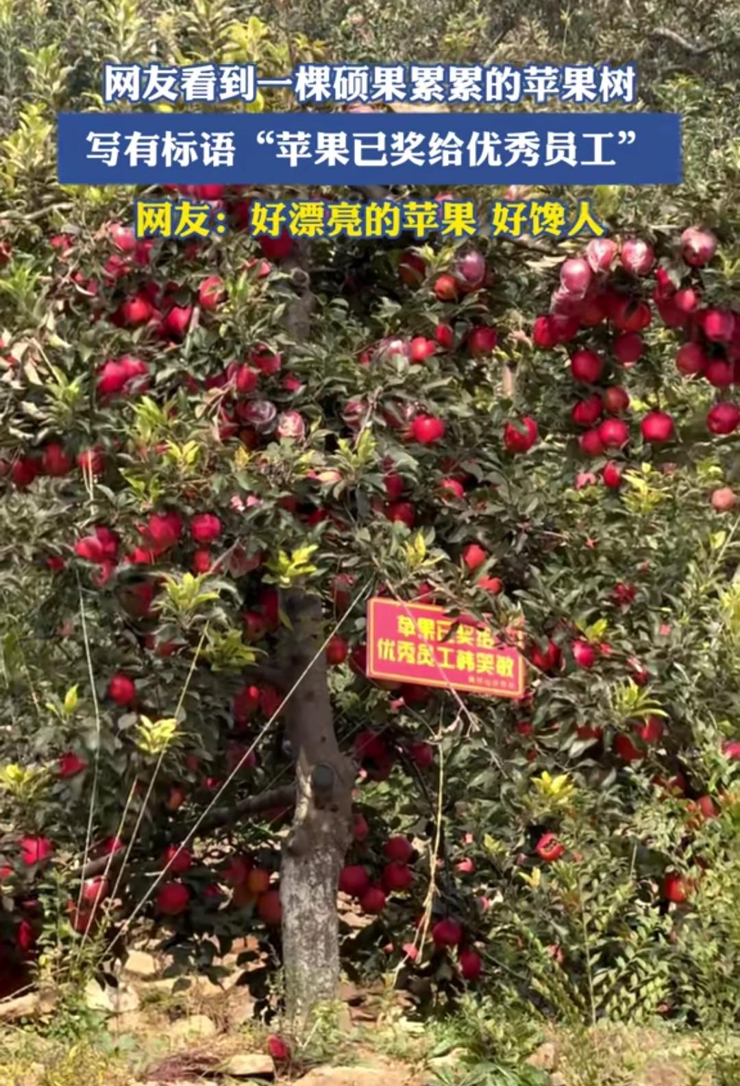 这棵苹果树为啥要特意强调已经奖励给优秀员工了，是因为想要的人太多了吗？某地路边