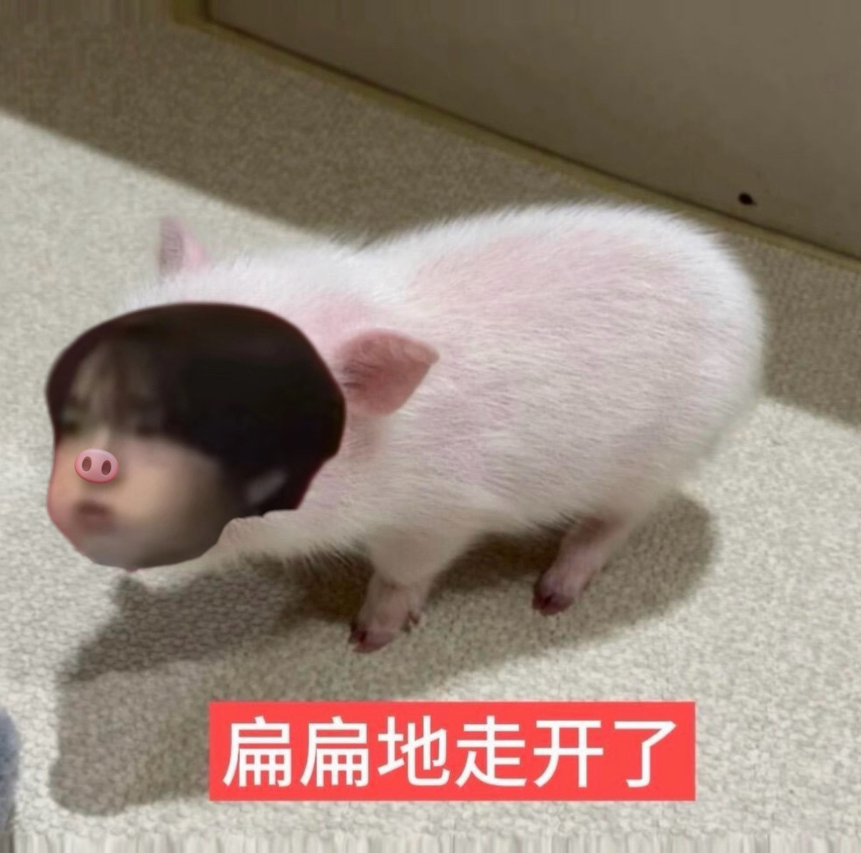【39】惹猪生气了怎么哄呀​​​