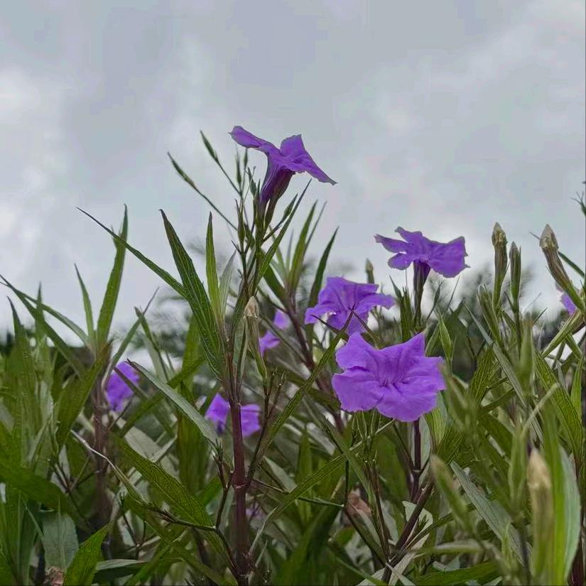 今天下午  中央纪委：执纪审查1人 4月17日下午，该部门执纪审查1人，为