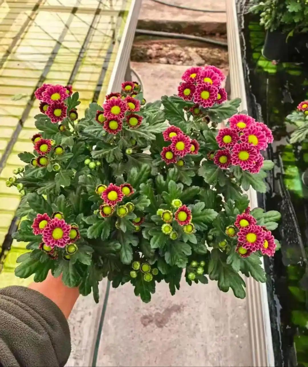 今天听见了一个很震惊的消息,邻居家的儿子死了,自己一个人居住,死在屋里三四天才发