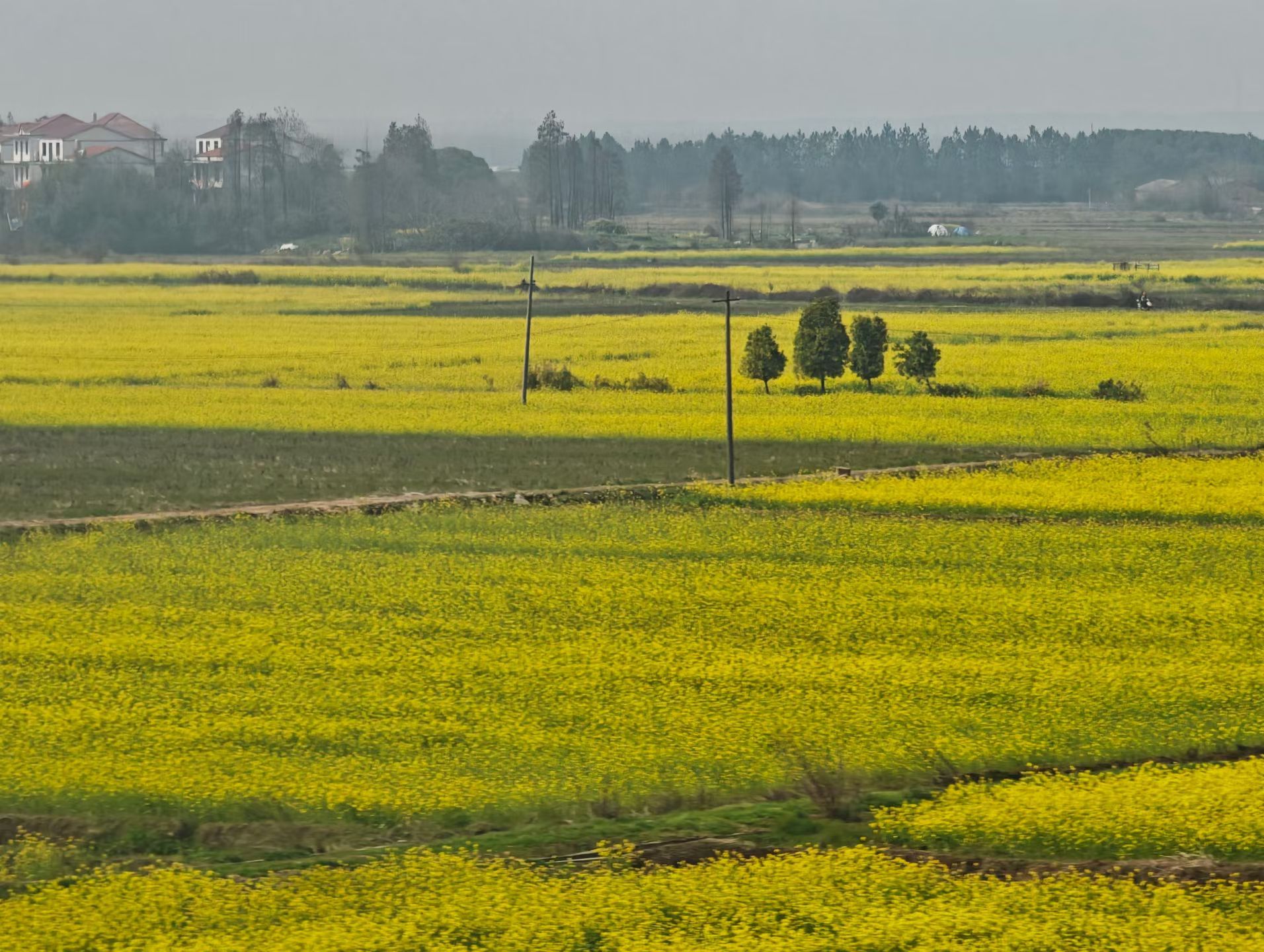 春来了，油菜花都黄了～