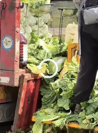 蘸甲醛的大白菜正运往江苏安徽等地甲醛白菜工人癌症风险甲醛蘸白菜，真的无法想象啊。